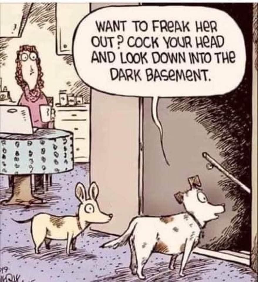 Funny cartoon dogs looking down at the basement